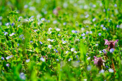 Close-up of white flowering plants on field