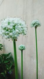 Close-up of white flowering plant