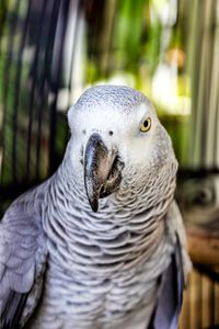 Close-up of african grey parrot in birdcage