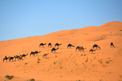 Scenic view of desert against clear sky