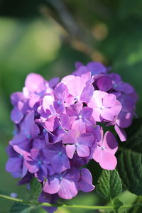 Close-up of purple hydrangea flowers