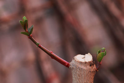 Close-up of plant