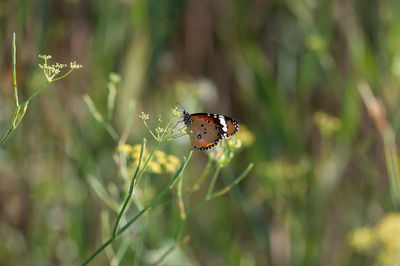 Butterfly on leaf