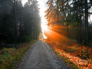 Road in forest during sunset