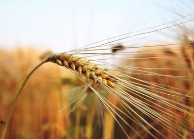 Close-up of stalks in wheat field