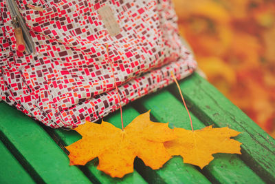 Close-up of multi colored leaves