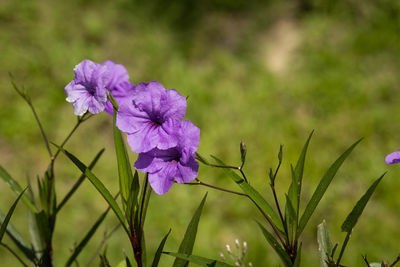 Close-up of purple flowering plant in field