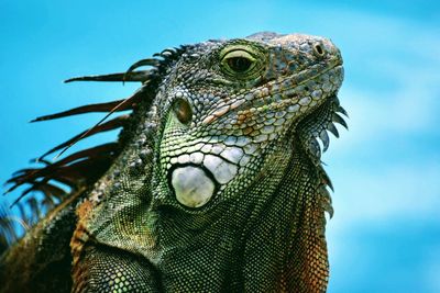 Close-up portrait of lizard