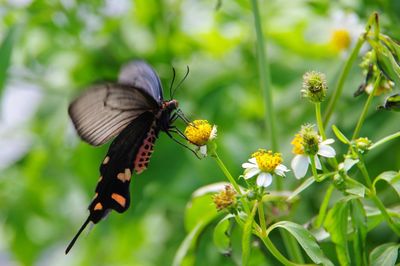 Close-up of butterfly pollinating on flower