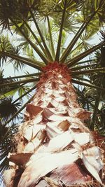 Low angle view of palm tree