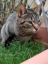 Close-up of a cat sitting on grass