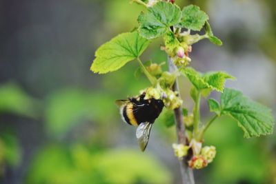 Close-up of bee on flower