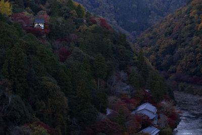 High angle view of trees and buildings in forest