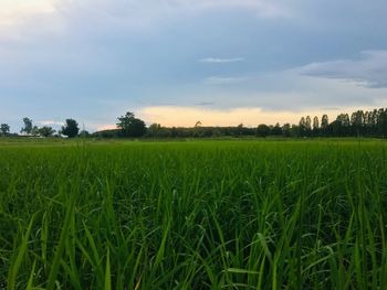 Scenic view of agricultural field against sky