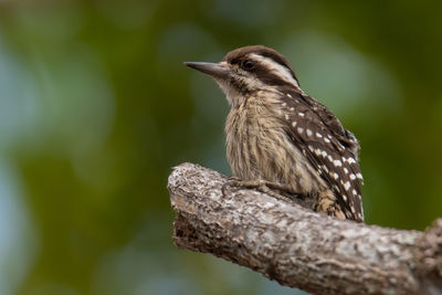 Close-up of bird perching on branch