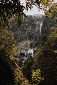 Scenic view of waterfall in forest