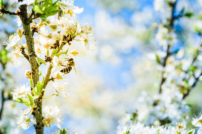 Close-up photo of a honey bee gathering nectar and spreading pollen on white flowers of cherry tree