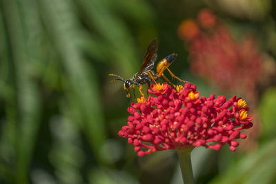 Close-up of wasp on red flower