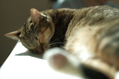 Close-up of cat sleeping