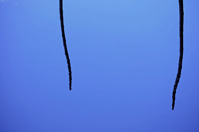 Low angle view of lizard against clear blue sky