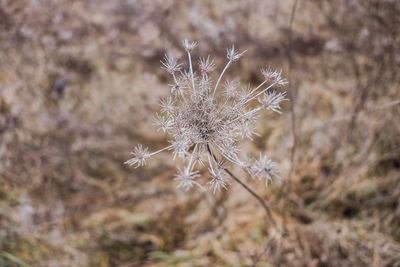 Close-up of dried plant on field