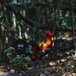 View of birds on land in forest