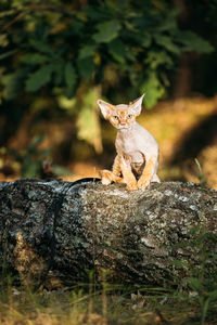 Close-up of cat on rock