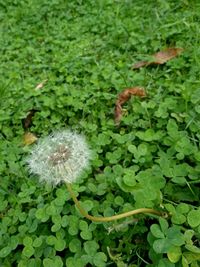 Close-up of dandelion on field