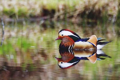 Duck swimming in lake