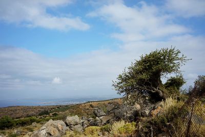 Tree on rock against sky