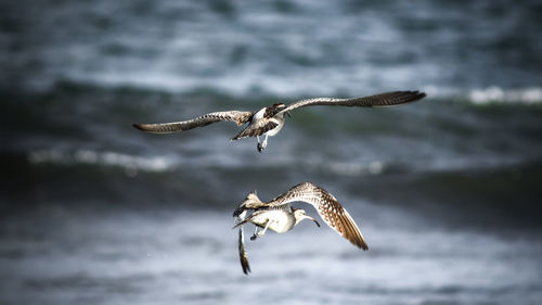 Close-up of seagull flying