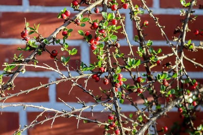 Close-up of berries growing on tree