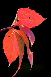 Close-up of leaves on leaf