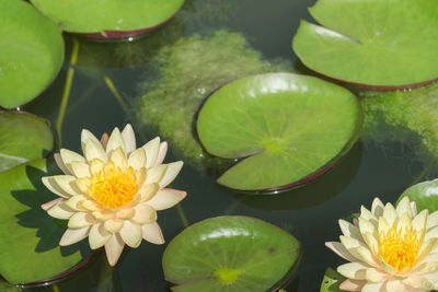Close-up of lotus water lily in pond