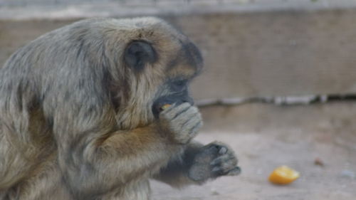 Close-up of monkey