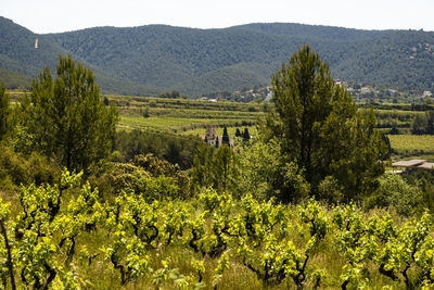 Vineyards in the spring in the subirats wine region in the province of barcelona