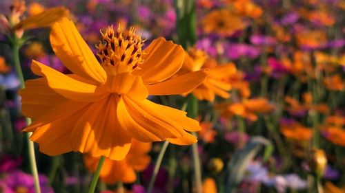 Close-up of orange flowering plant