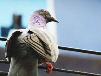 Close-up of bird perching