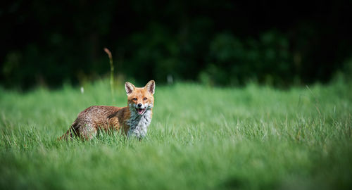 Side view of fox standing on grassy field