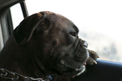 Close-up of dog in car