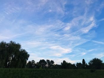 Trees on field against sky