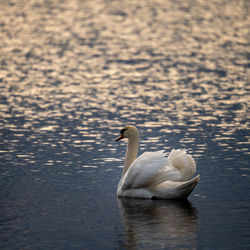 Swans swimming in lake