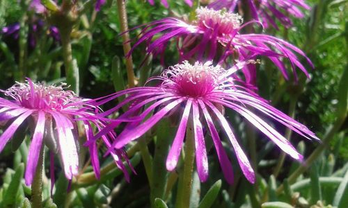 Close-up of purple flowering plant in park