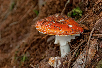 High angle view of mushroom on field