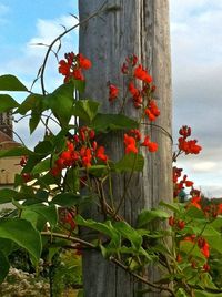 Close-up of red flowers