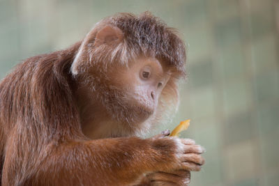 Close-up of monkey eating