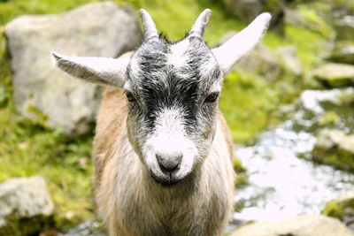 Close-up portrait of goat