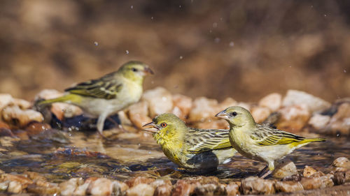 Close-up of birds perching on shore