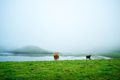 Horses in a farm