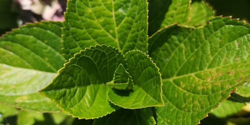 Close-up of fresh green leaves